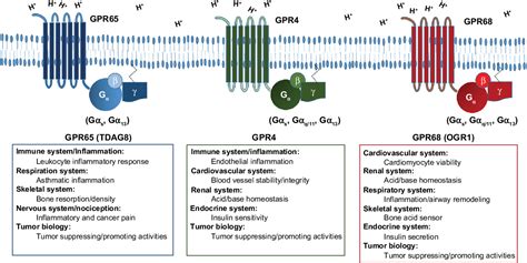 Emerging roles for G protein